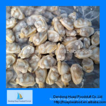 frozen vacuum whole clam31-40 supplier